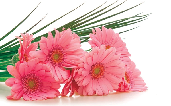 gerbera